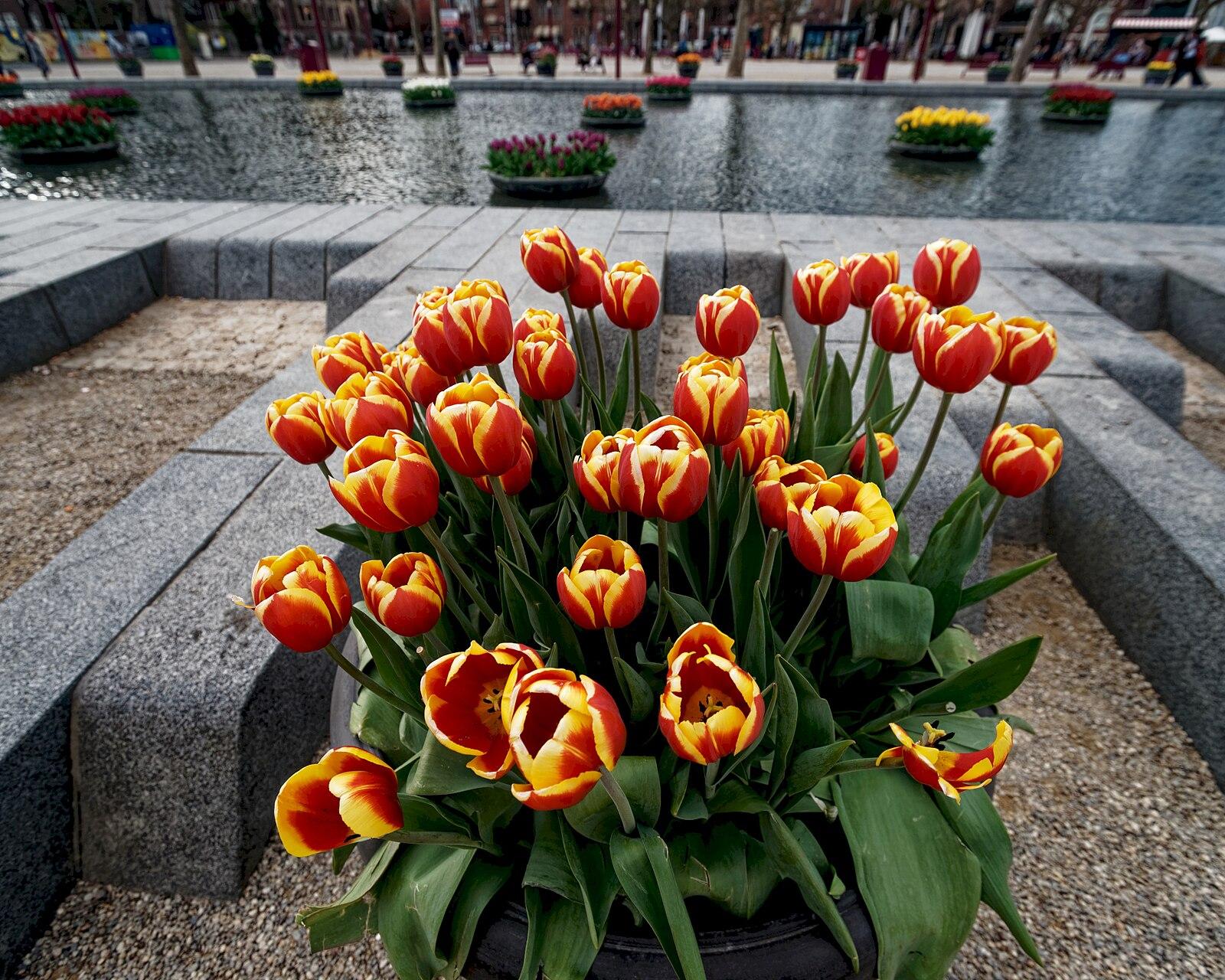 Amsterdam Museumplein Tulips around the Pond on Museumplein