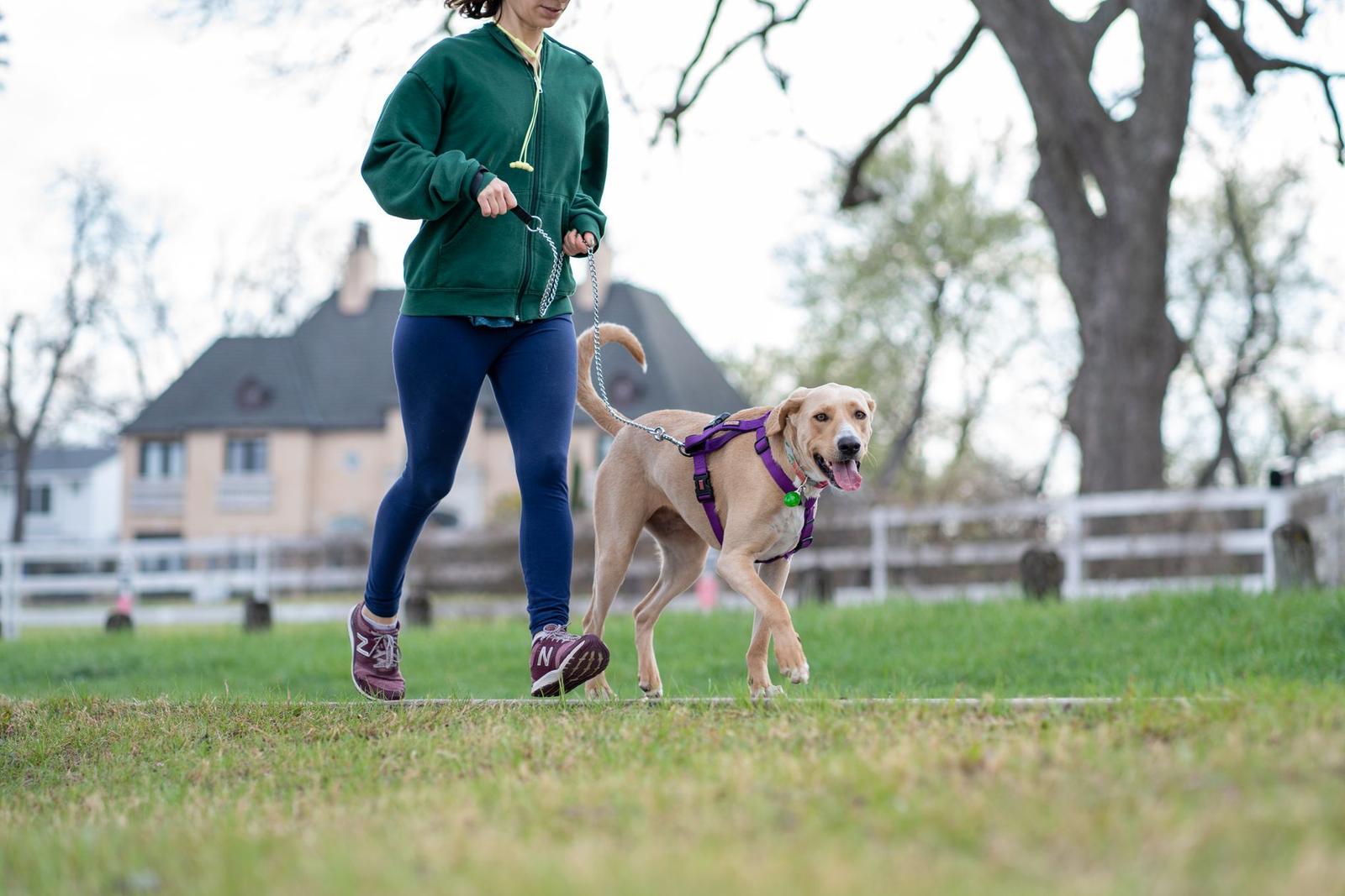 A Person Jogging with a Dog
